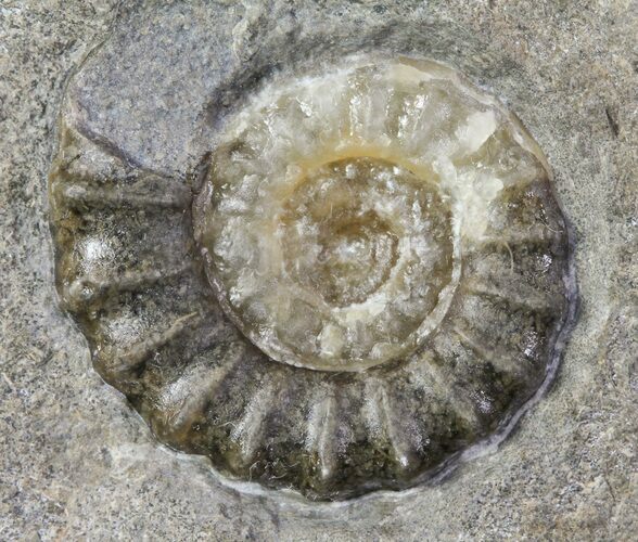 Promicroceras Ammonite - Dorset, England #30731